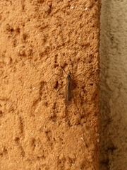 Nephrotoma