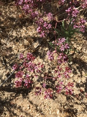 Chorizanthe fimbriata