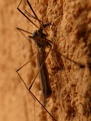 Nephrotoma