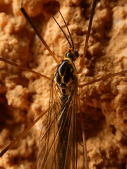 Nephrotoma
