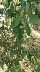 Blepharocalyx salicifolius