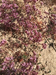 Chorizanthe fimbriata