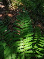 Phanerophlebia