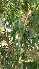 Blepharocalyx salicifolius