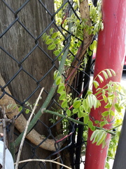 Styphnolobium japonicum