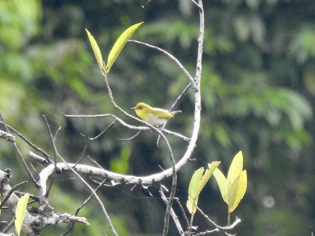 Yellow-throated White-eye photo