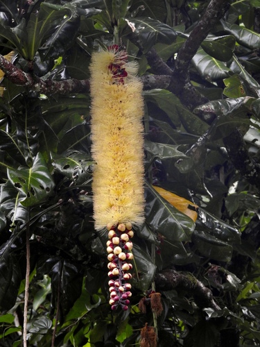 Barringtonia edulis Seem.