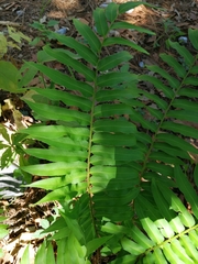 Phanerophlebia