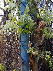 Styphnolobium japonicum