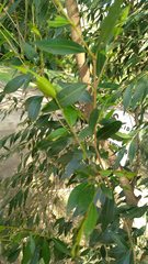 Blepharocalyx salicifolius