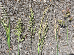 Poa trivialis