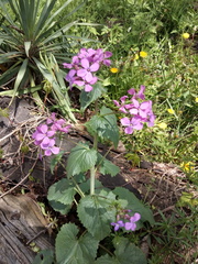 Lunaria annua