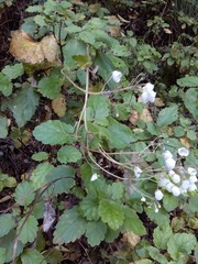 Jovellana sinclairii