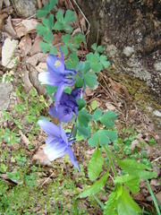 Aquilegia flabellata, photograph (c) Michael Berardozzi, some rights reserved (CC BY)