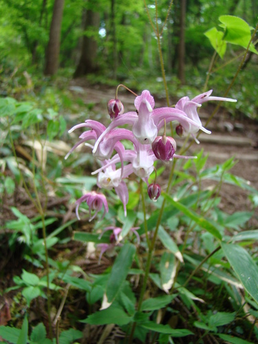 Image of Epimedium grandiflorum by (c) Michael Berardozzi, some rights reserved (CC BY)