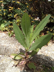Lactuca serriola