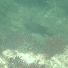 Stegastes rectifraenum