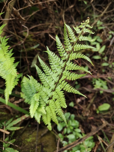 Polystichum tsus-simense iNat (1)
