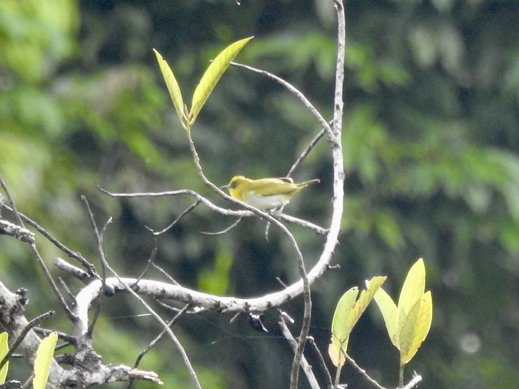 Yellow-throated White-eye (Zosterops metcalfii), photo 1