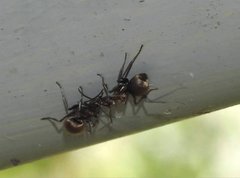 Polyrhachis