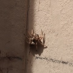 Attulus fasciger