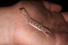 Rhynchoedura ornata
