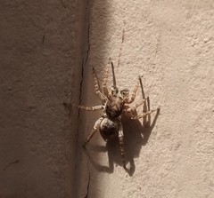 Attulus fasciger