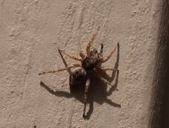 Attulus fasciger
