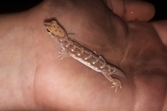 Rhynchoedura ornata