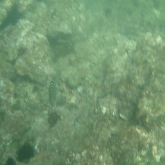 Halichoeres notospilus