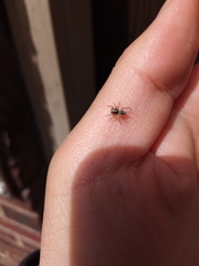 Attulus fasciger