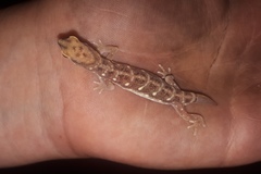 Rhynchoedura ornata