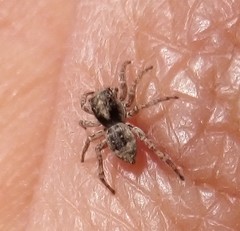 Attulus fasciger
