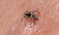 Attulus fasciger