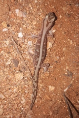 Lucasium stenodactylus