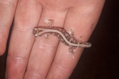 Lucasium stenodactylus