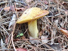 Suillus mediterraneensis