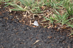 Celastrina echo gozora