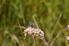 Euphilotes bernardino bernardino
