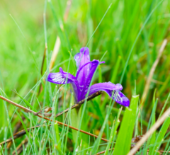 Iris ruthenica