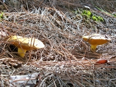 Suillus mediterraneensis