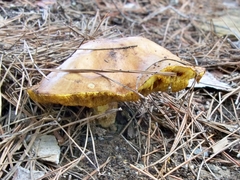 Suillus mediterraneensis