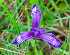 Iris ruthenica