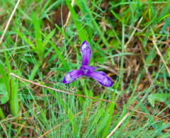 Iris ruthenica