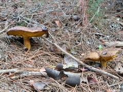 Suillus mediterraneensis