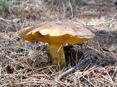 Suillus mediterraneensis