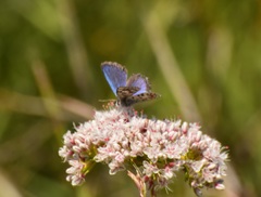 Euphilotes bernardino bernardino