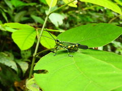 Chromacris psittacus