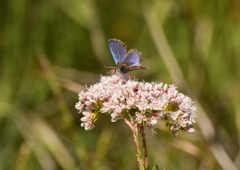 Euphilotes bernardino bernardino
