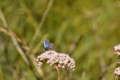 Euphilotes bernardino bernardino